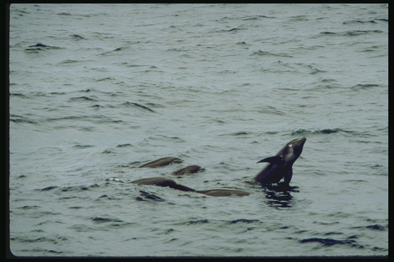 The fresh sea air for health dolphins