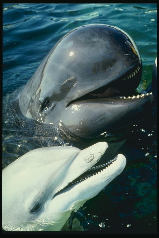 Zambetul delfinilor pură şi candidă ca un copil
