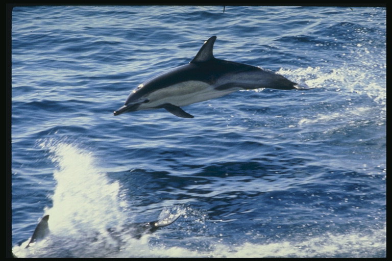 Прыгающий дельфин как весёлый обитатель моря не имеет большой конкуренции
