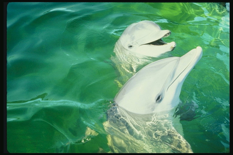 Pretty smart smiling dolphins in the green water aquarium causing location