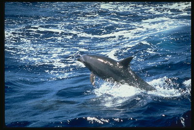 Dolphins frolic attractive process for the observers intelligent mammals