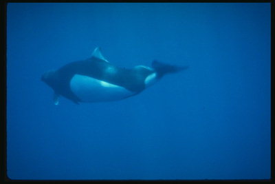 Подводная охота кита на мелкую живность моря
