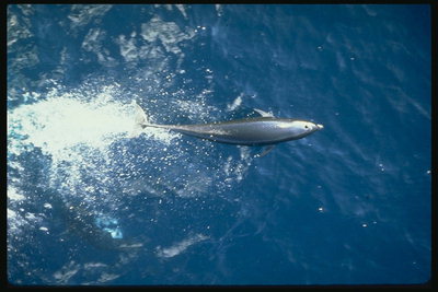 Фотография ручного дельфина с птичьего полёта в открытом синем море