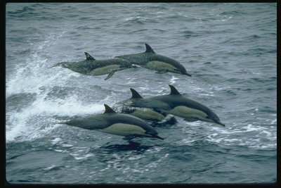 Kollektiva jakt delfiner att fiska den lägre mentala utveckling