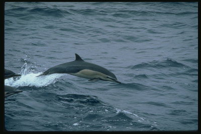 Lone delfinų gabalai per nosį, šaltas vandenyno gylyje