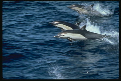 Обтекаемые тела дельфинов идеально созданы для скоростного плавания в море