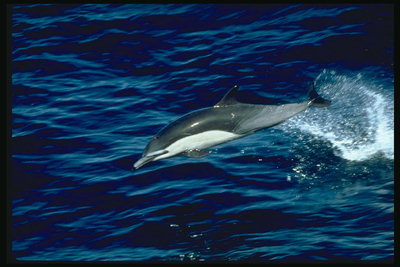 Прыгание по синим тёплым волнам любимое занятие дельфинов