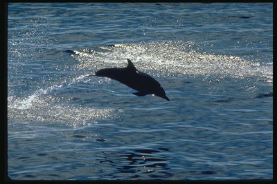 Фотография дельфина прыгающего в морскую солёную пучину