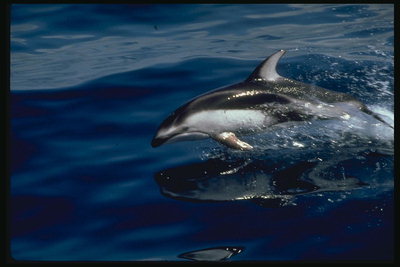 Jakten på en middag på havsytan. Hungry delfiner i jakt på näringsrik mat