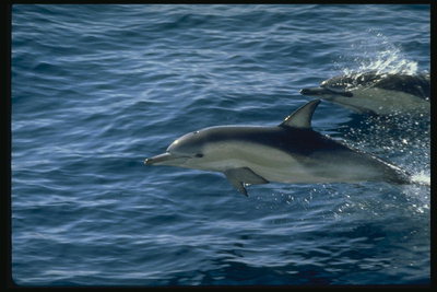 Симпатичные дельфины притягивают как магнитом детей и взрослых