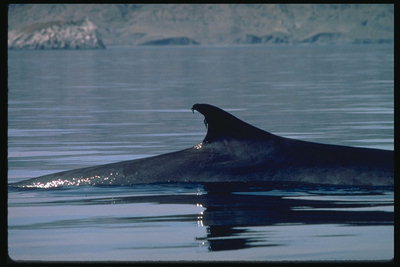 Отдых ручного дельфина от настырных и любопытных посетителей