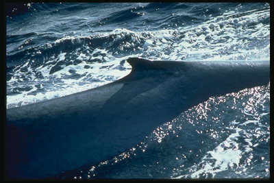有一个巨大的鲸鱼清洗与连接起来的水声污染