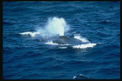 Плувен сред водни пръски. Фонтан китове в океана е само атрактивни спектакъл