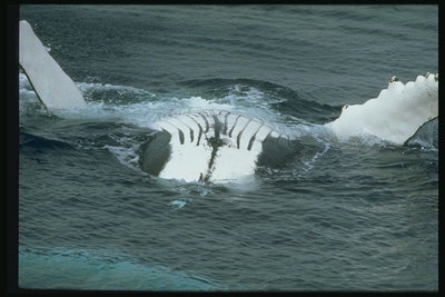 Охота на китов приносит большие прибыли для морских охотников