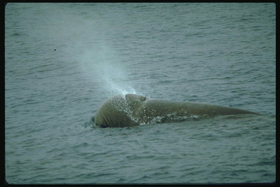 Une petite fontaine sprays une petite baleine d\'une grande mer