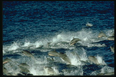 Život stanovnika oceana na slici amaterske morskog života u neposrednoj blizini