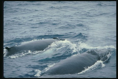 السباحة في البحر على بعد مسافة قصيرة من زوج من سرعة عالية الدلافين