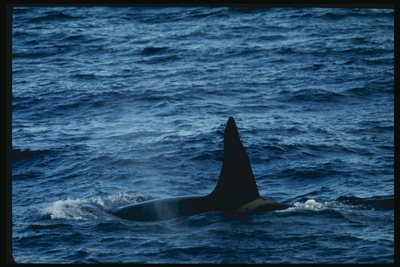 คืนที่ทะเลและปลาวาฬนี้พร้อมออกเดินทางต่อไปในการล่าเหยื่อ