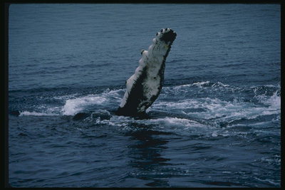 巨大的鲸鱼降至吸收大量的食物