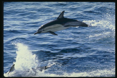 Прыгающий дельфин как весёлый обитатель моря не имеет большой конкуренции