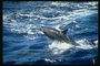Los delfines juguetean proceso atractivo para los observadores inteligentes mamíferos