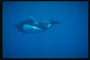 Onderwater jacht op walvissen in kleine dieren van de zee