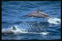 Пара весёлых дельфинов резвиться в тёплой летней воде