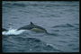 Ein einsamer Delfin Schnitte durch die Nase, kalten Tiefen des Ozeans