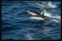 Обтекаемые тела дельфинов идеально созданы для скоростного плавания в море