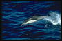 Прыгание по синим тёплым волнам любимое занятие дельфинов