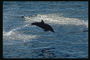 Фотография дельфина прыгающего в морскую солёную пучину