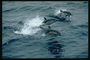 Весёлая игра дельфинов в море. Жизнь без забот долгов и займов 