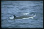 Безмятежное море обнимает сумасшедшего от жары дельфина