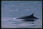 Море у гор окунутых в туманную дымку. Дельфин в поиске ужина не замечает красоту и величие природы