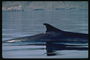 Actividades manuales de delfines asertiva y curiosos visitantes