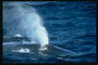 Столб брызг свидетельство о присутствие большого злобного кита