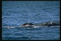 Fl delfini ilma baħar sunning fuq il-bajja ramlija kif