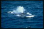 ว่ายน้ำในสเปรย์น้ำ Fountain ปลาวาฬในมหาสมุทรเป็นปรากฏการณ์ที่น่าสนใจเท่านั้น