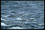 Пенистые волны привлекают китов в надежде поймать великую жертву на обед