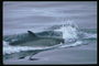A delfinek, a tudósok kutatómunkát végez, hogy megtudja, milyen hatással van a globális felmelegedés az emlősök