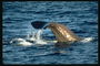 Соляная морская вода производит решающее влияние на вкус приготовленного мяса кита