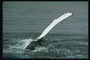 Хвост дельфина в воздухе над водой предвещает близости расправы  над очередной жертвой