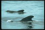 Вода зеленоватого оттенка собирает на пир дельфинов и всякую морскую гадость