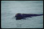שינה על פני המים בים עבור דולפין היא טומנת בחובה סכנות הטבע טראומטית של