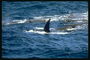 Стая жирных тучных китов идеальная находка для любителей охоты на китов