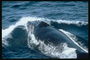 balenë e mëdha afër një banor i rregullt i detit të thellë