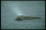Eine kleine Fontäne spritzt ein kleiner Wal von einem großen See