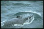 Жилище морского зверя размером в целое море