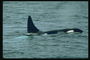 Blanco - negro ballena lleva a cabo la vigilancia marítima para detectar la presencia de un ganado adecuado