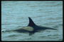 Передний плавник кита в воздухе определяет местонахождение животного